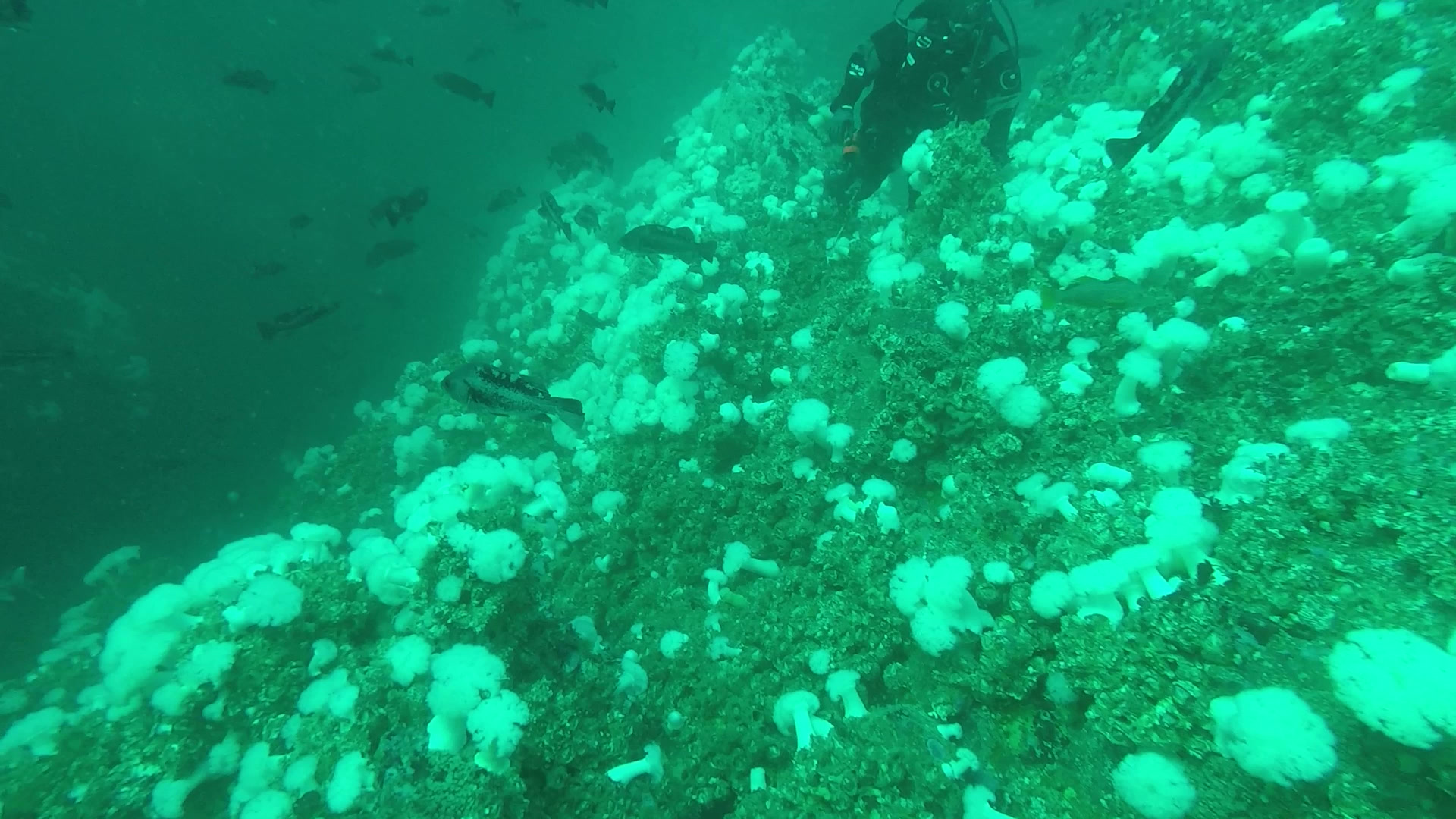 Diver above an anemone-covered underwater reef